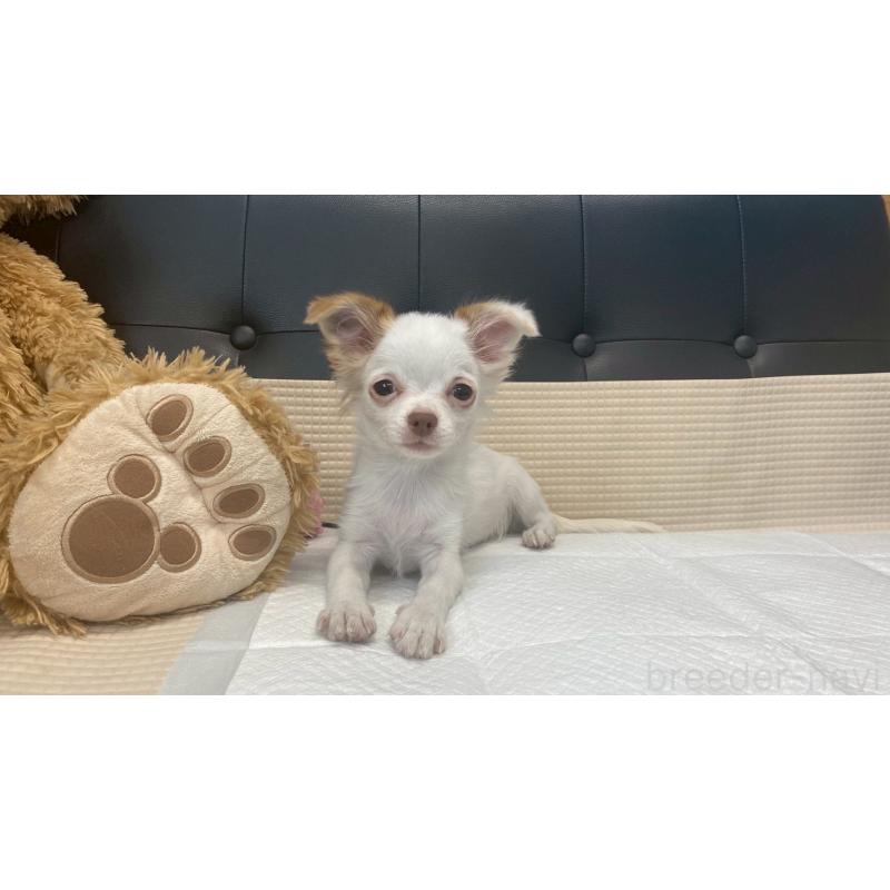 成約済の兵庫県のチワマル:チワワ×マルチーズ-405811の5枚目